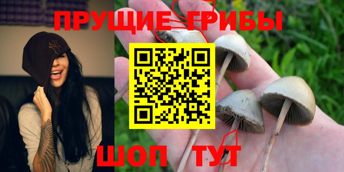 Галлюциногенные грибы Cubensis  Дятьково 